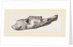 Lower Jaw of Mylodon Right branch by Anonymous