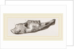Lower Jaw of Mylodon Right branch by Anonymous
