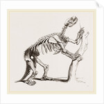 Skeleton of Mylodon robustus by Anonymous