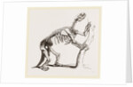 Skeleton of Mylodon robustus by Anonymous