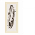 Tooth of Mylodon by Anonymous