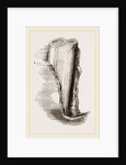 Tooth of Mylodon by Anonymous