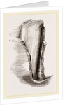 Tooth of Mylodon by Anonymous