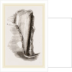 Tooth of Mylodon by Anonymous