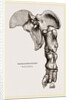 Pelvis and Hind-Leg of Megatherium by Anonymous
