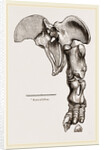 Pelvis and Hind-Leg of Megatherium by Anonymous