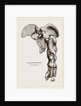 Pelvis and Hind-Leg of Megatherium by Anonymous