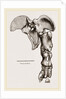 Pelvis and Hind-Leg of Megatherium by Anonymous