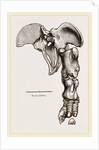 Pelvis and Hind-Leg of Megatherium by Anonymous