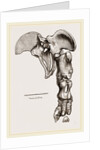 Pelvis and Hind-Leg of Megatherium by Anonymous