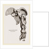 Pelvis and Hind-Leg of Megatherium by Anonymous