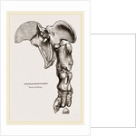 Pelvis and Hind-Leg of Megatherium by Anonymous