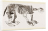 Skeleton of Megatherium by Anonymous