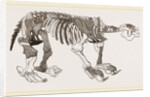 Skeleton of Megatherium by Anonymous