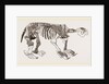 Skeleton of Megatherium by Anonymous