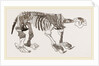Skeleton of Megatherium by Anonymous