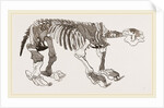 Skeleton of Megatherium by Anonymous