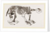 Skeleton of Megatherium by Anonymous