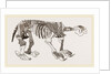 Skeleton of Megatherium by Anonymous