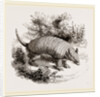 Armadillo by Anonymous