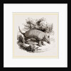 Armadillo by Anonymous