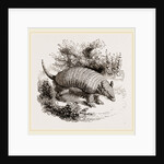 Armadillo by Anonymous