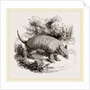 Armadillo by Anonymous