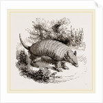 Armadillo by Anonymous