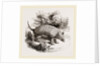 Armadillo by Anonymous
