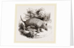 Armadillo by Anonymous