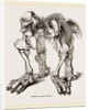Skeleton of Megatherium by Anonymous