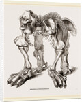 Skeleton of Megatherium by Anonymous