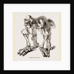 Skeleton of Megatherium by Anonymous