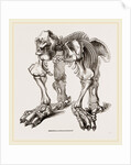 Skeleton of Megatherium by Anonymous