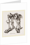 Skeleton of Megatherium by Anonymous