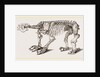 Skeleton of Megatherium by Anonymous