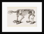 Skeleton of Megatherium by Anonymous