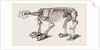 Skeleton of Megatherium by Anonymous