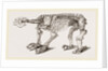 Skeleton of Megatherium by Anonymous