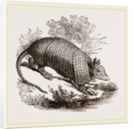 Tatouay by Anonymous