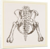 Pelvis of Sloth by Anonymous