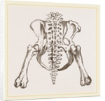 Pelvis of Sloth by Anonymous