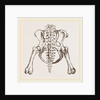 Pelvis of Sloth by Anonymous