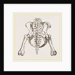 Pelvis of Sloth by Anonymous