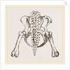 Pelvis of Sloth by Anonymous