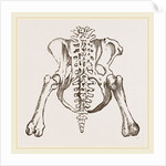 Pelvis of Sloth by Anonymous