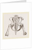 Pelvis of Sloth by Anonymous