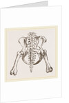 Pelvis of Sloth by Anonymous