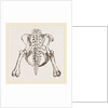 Pelvis of Sloth by Anonymous