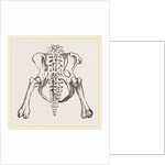 Pelvis of Sloth by Anonymous